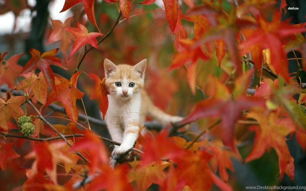Autumn HD Wallpapers, Cat Backgrounds