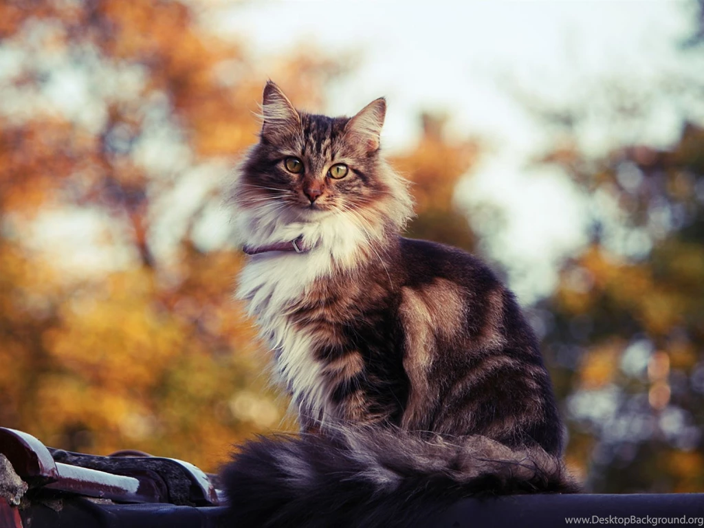 Siberian Cat Outdoors In Autumn Wallpapers And Images Wallpapers ...