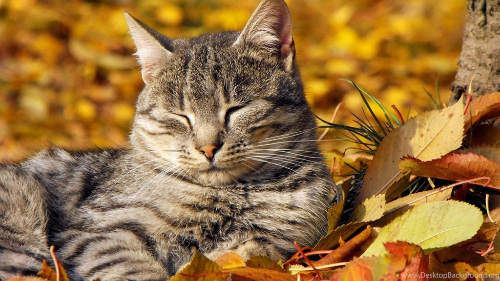 Cat And Autumn Colors Wallpapers (