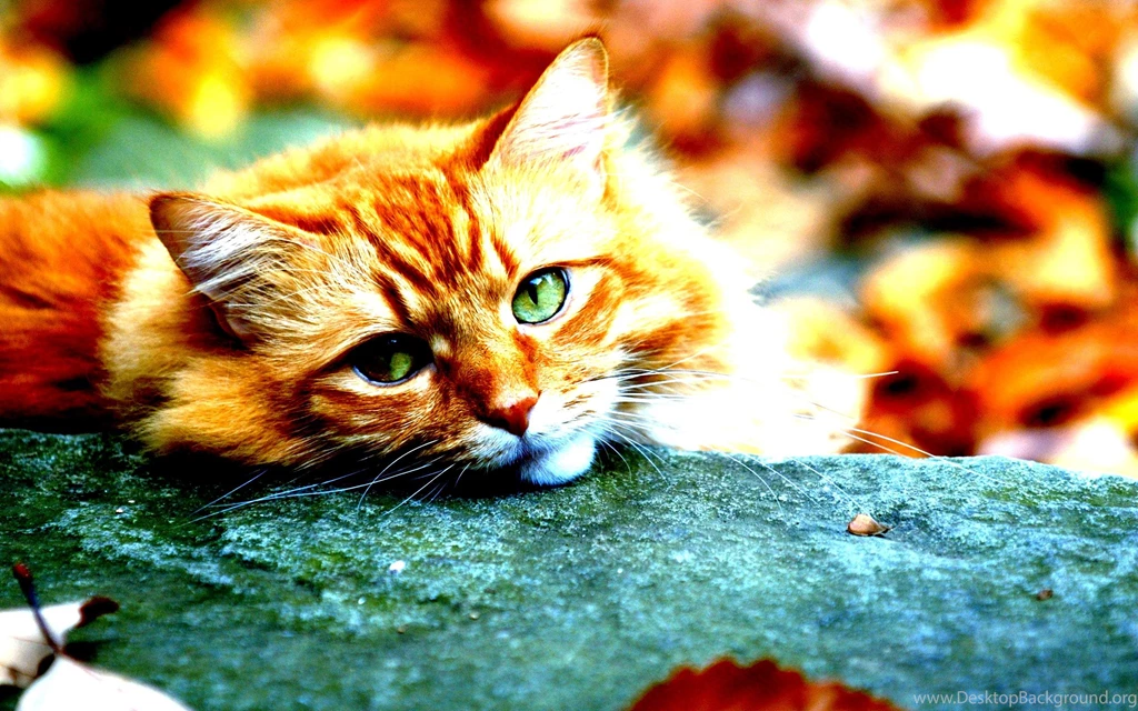 Opinion Cat Autumn Red