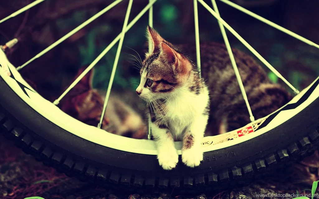 Cat Wallpapers 1920x1200 Wallpapers,other 1920x1200 Wallpapers ...