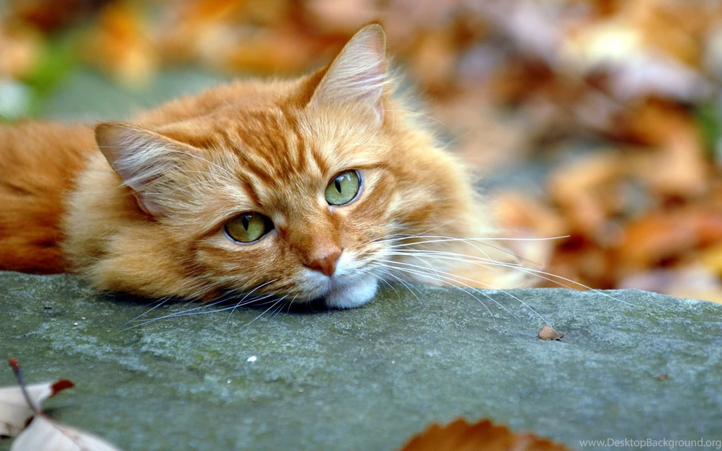 Backgrounds HD Cat Wallpapers