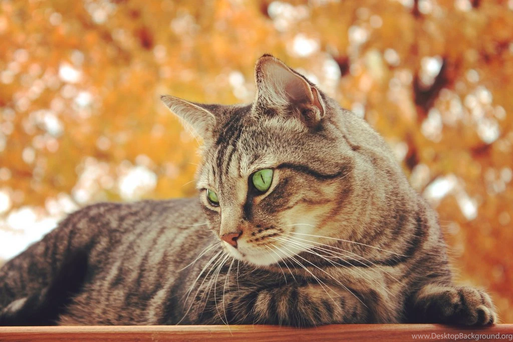 Snowy Pink Chrysanthemum By Sing Down The Moon On DeviantArt