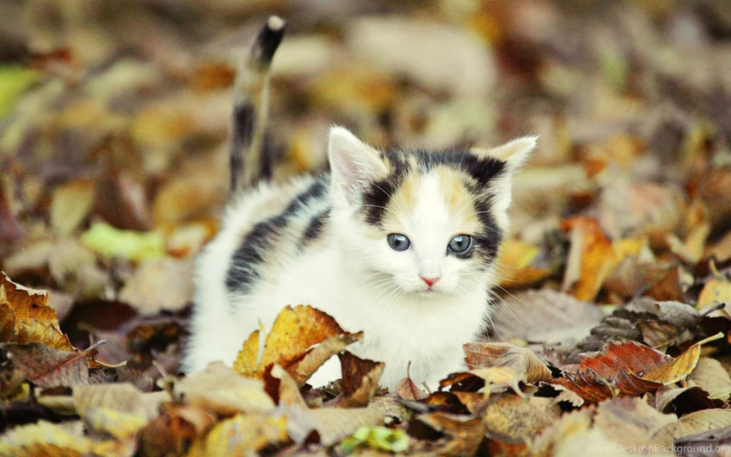 Kitten In Dry Leaves, Cat, Leaf, Foliage, Autumn, Fall, Animals ...