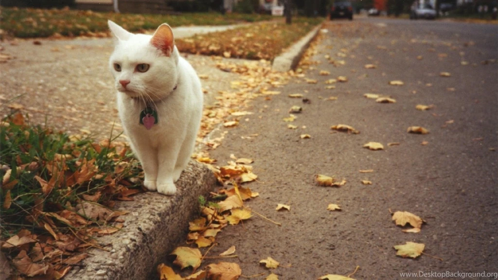 Cat Autumn Leaves Desktop Backgrounds Wallpaper, Size: 1920x1080 ...