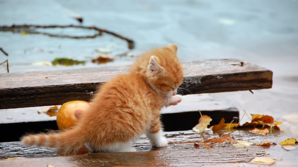 Wallpaper: Fallen, Leaves, Kitten, Autumn, Cat, Outdoors Wallpapers