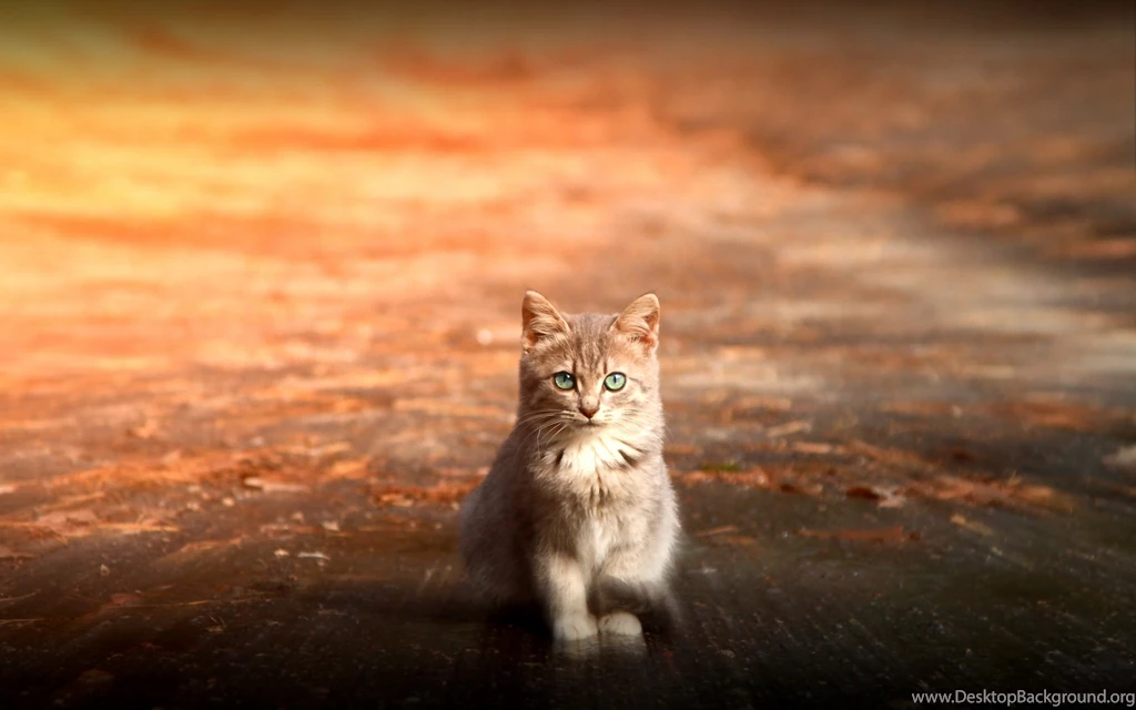 Green Eyes Full Of Autumn Desktop Wallpapers