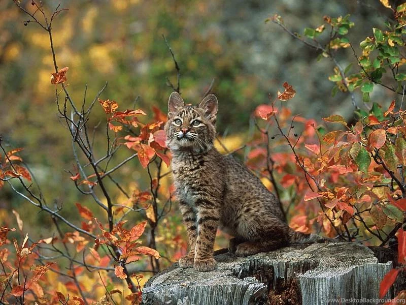 Cats Desktop Wallpapers