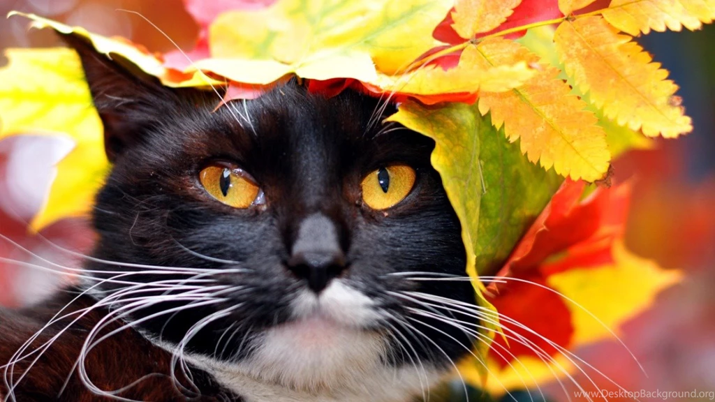 Autumn Cat Computer Wallpapers, Desktop Backgrounds