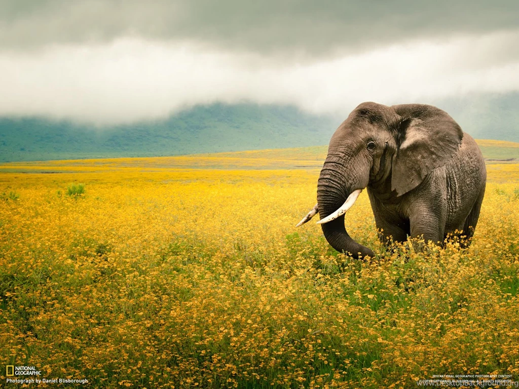 Elephant, Ngorogoro Crater, Tanzania