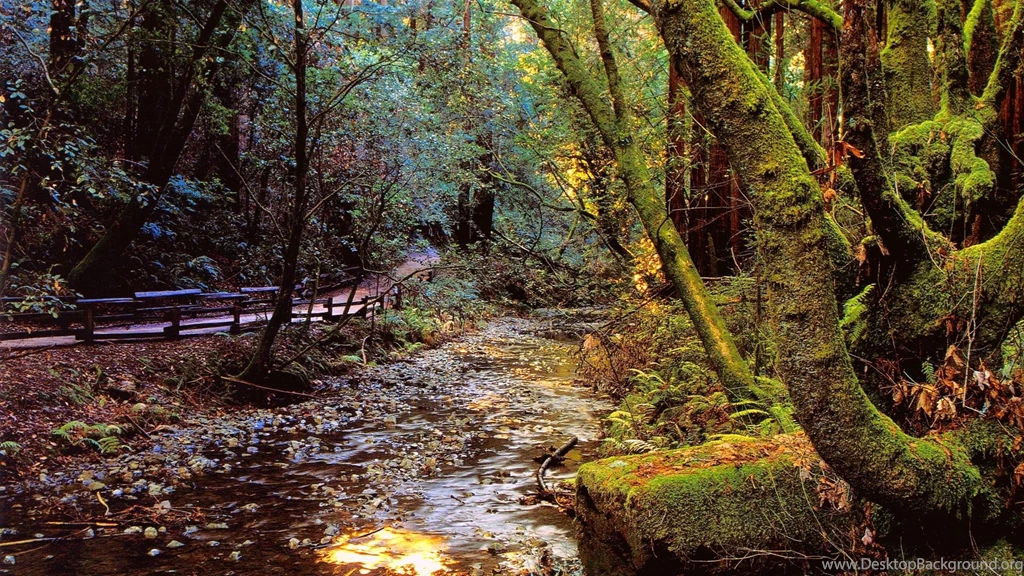 Emerald, Forest, Christmas, Wallpapers, Landscape, Nature (