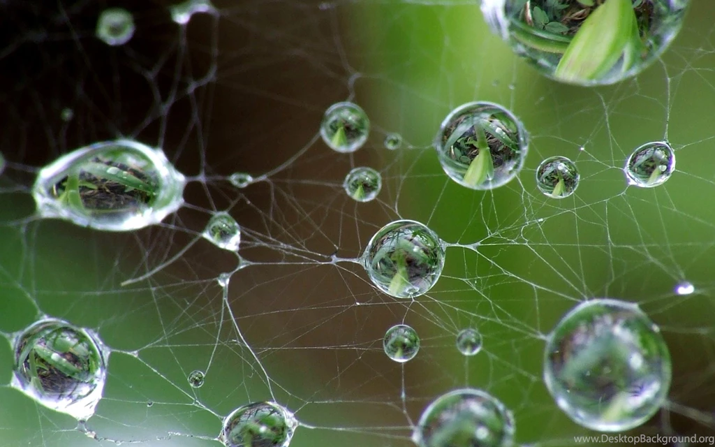 Drops And Spider Web Wallpapers, Drops And Spider Web Backgrounds ...