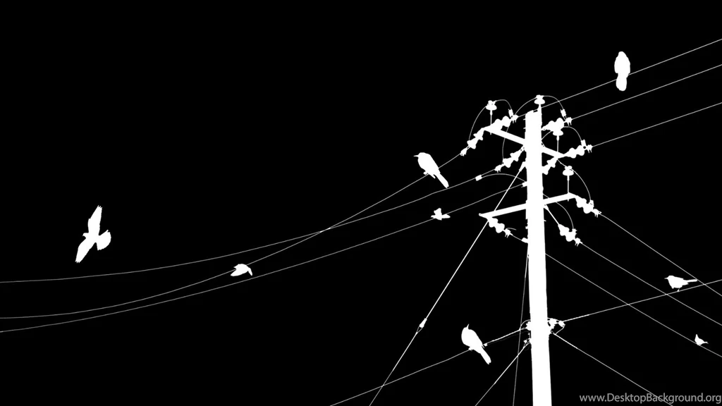 Black And White Bird Wallpapers Widescreen HD Wallpapers