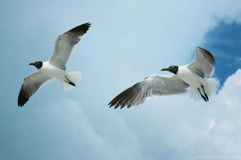 Flying Birds. Flying Bird Wallpapers Desktop. 1920x1280px
