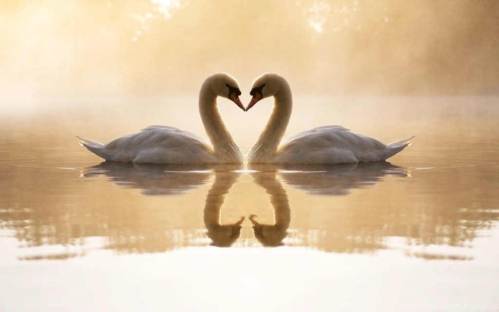 Black Swan Bird Wallpaper.