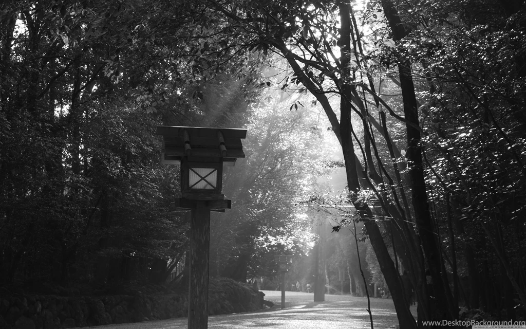 Black White Bird Feeder >> HD Wallpaper, Get It Now!