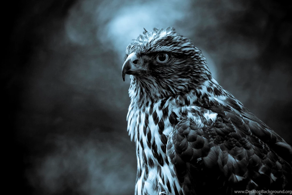 Black White Bird Wallpapers