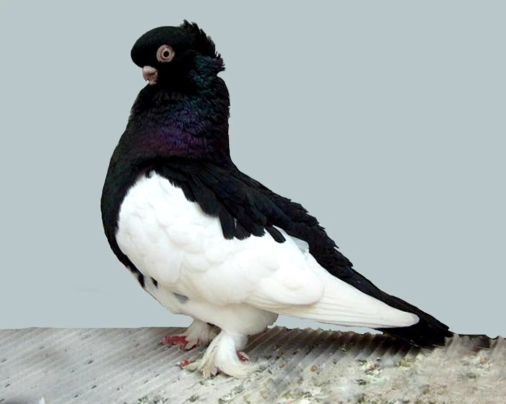 Black And White Bird Pigeon Pics Hd Wallpapers. Black And White ...