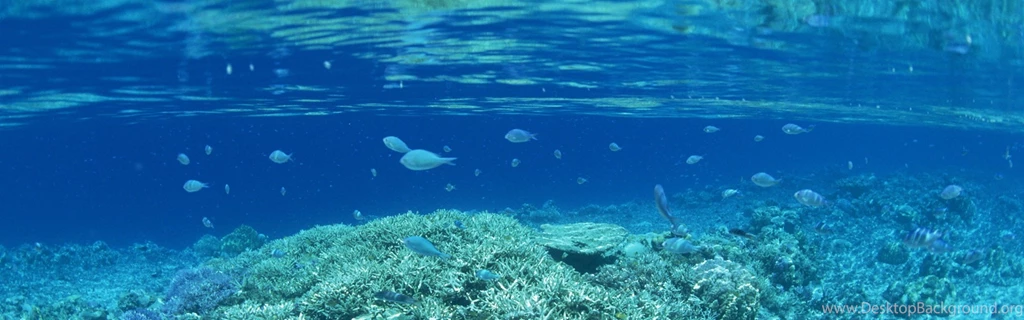 Download Wallpapers 3840x1200 Small Fishes, Under Water, Corals ...
