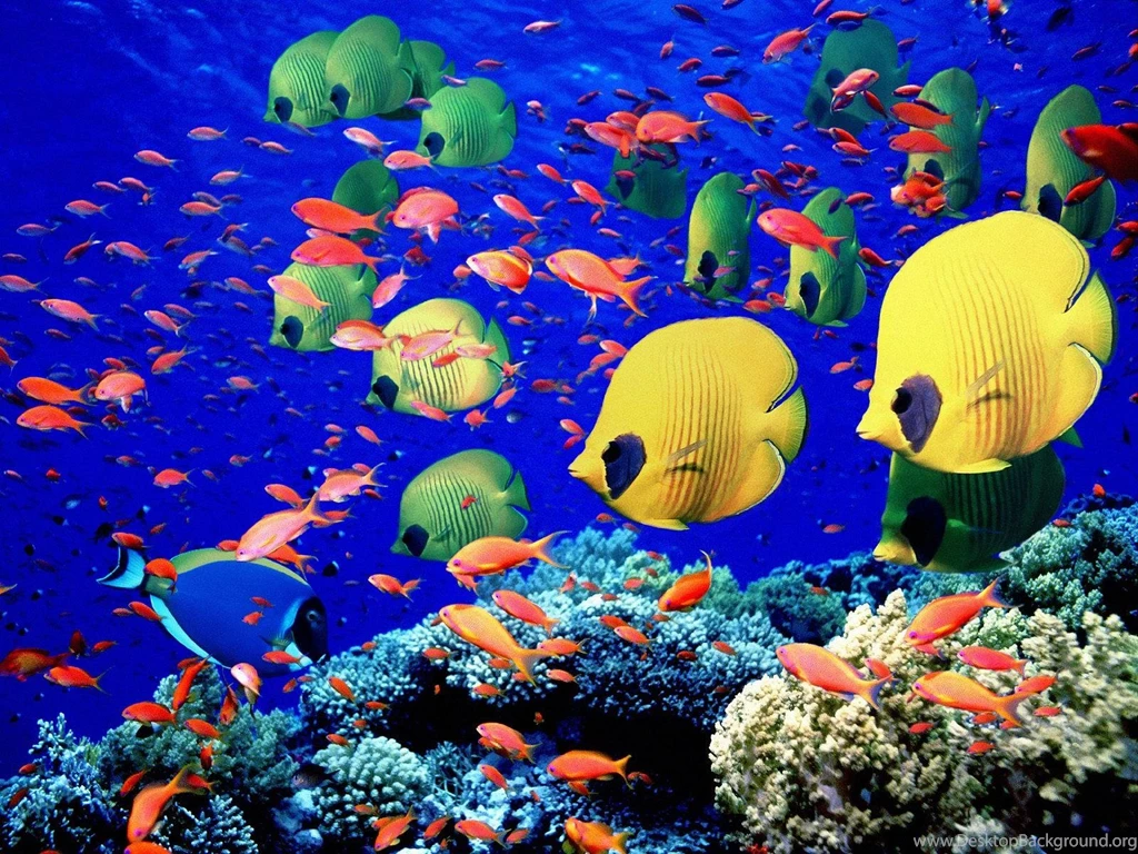 Download HD Wallpapers 3D Under The Sea Wallpapers