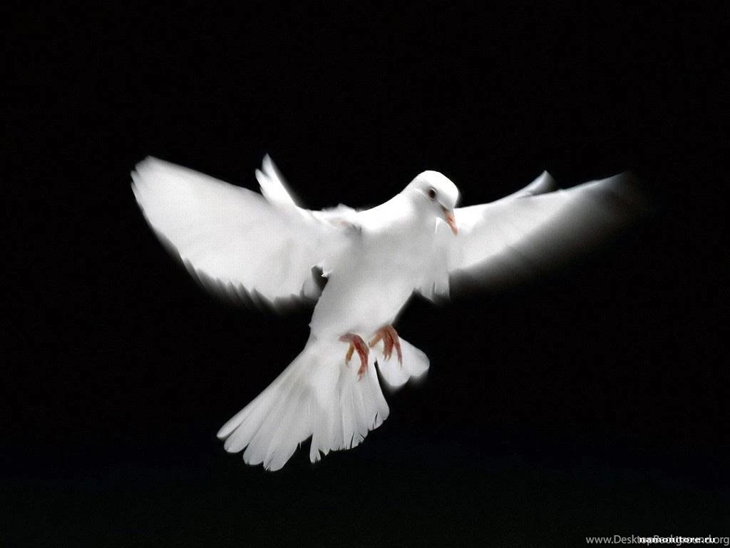 Photo White Pigeon, Best, Birds, Black, Black and white, Flight ...