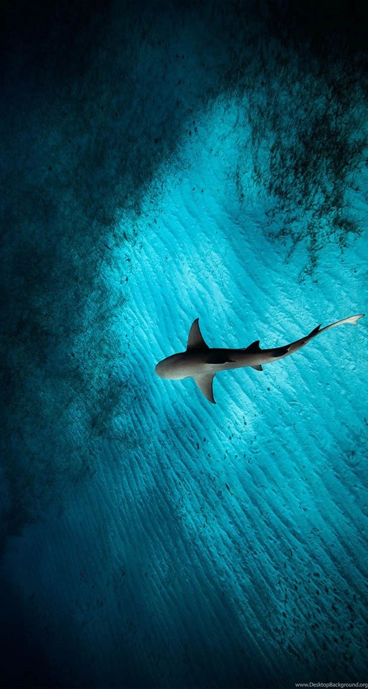 Under The Sea The iPhone Wallpapers