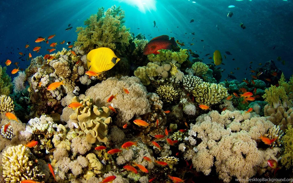 Download Under Sea Wallpapers
