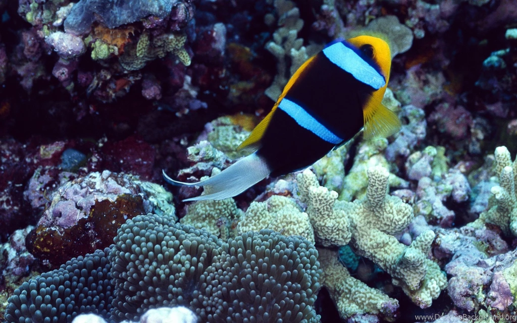 Under The Sea Wallpapers