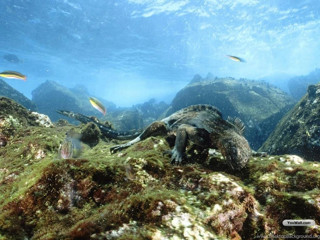 YouWall Under The Sea Wallpapers Wallpaper,wallpapers,free ...