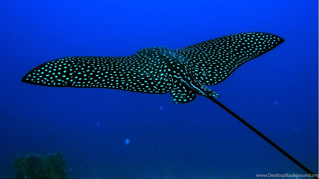 Under The Sea Wallpapers Wallpapers Picture
