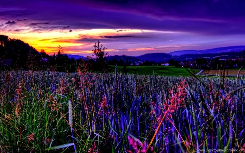 Amazing Beautiful Purple Sky – Nature Fields HD Desktop Wallpapers