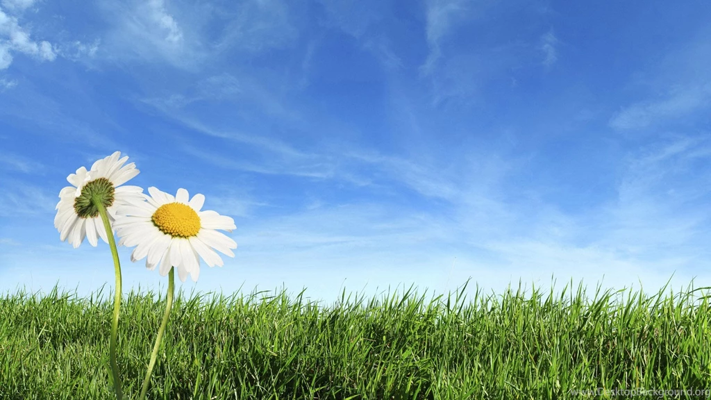 Nature, Wallpapers, Grass, Blue, Sky, Flower, Wallcoo, Amazing ...