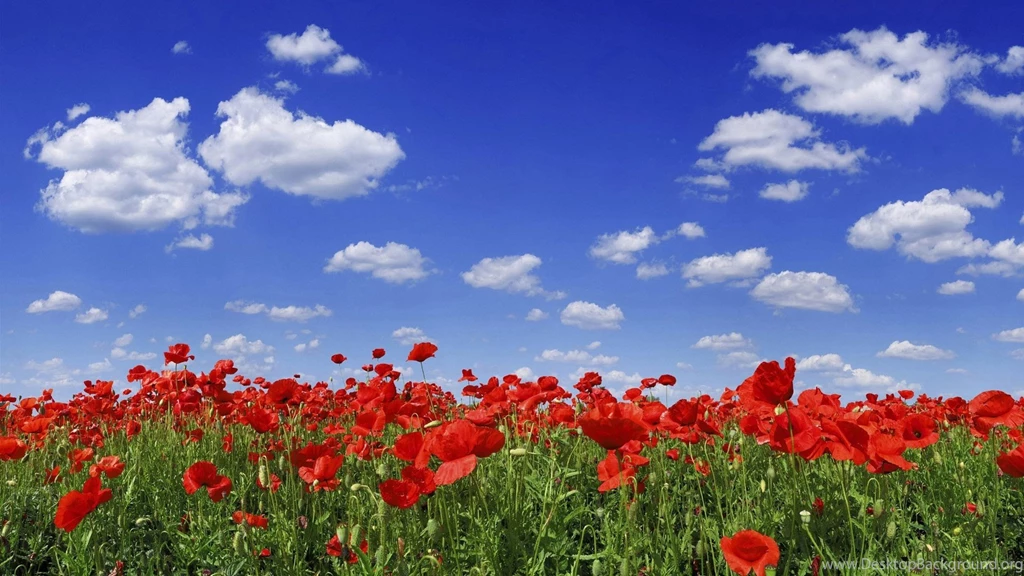 Wallpapers, Nature, Amazing, Poppy, Sky, Landscapes, Blue, Flower ...