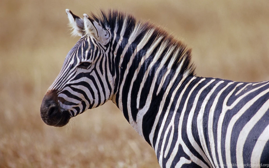 Desktop Zebra Wallpapers HD