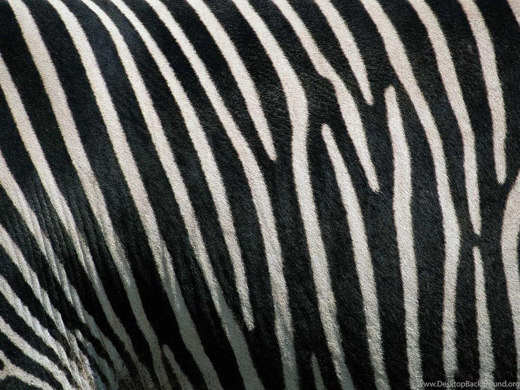 Desktop Wallpapers · Gallery · Computers · Zebra Original Desktop ...