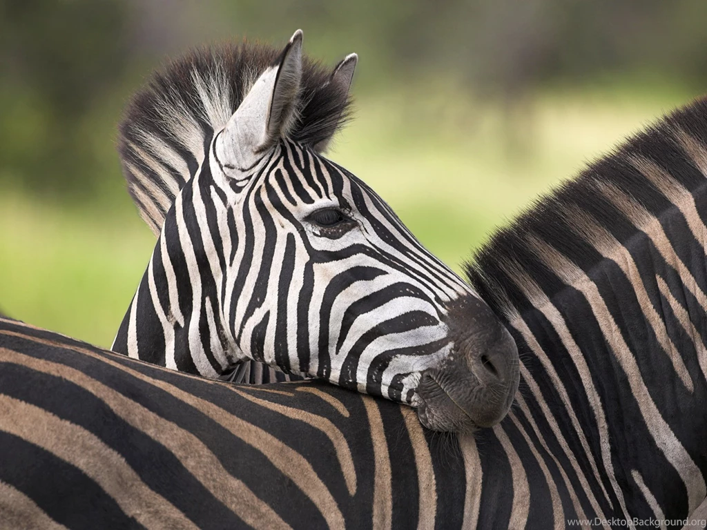 Zebra Pictures « Animal Spot
