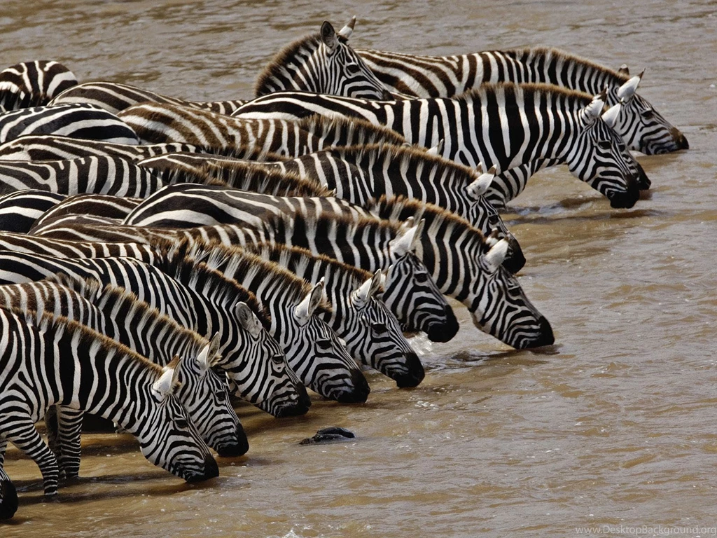 Zebra HD Wallpapers