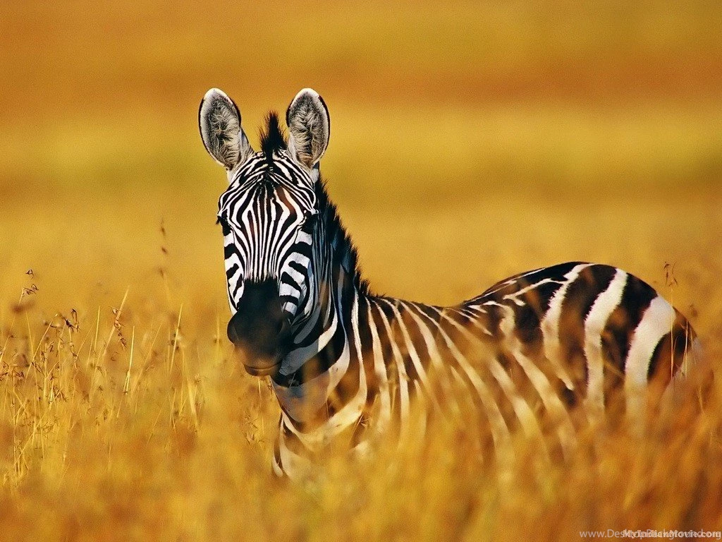 Zebra Desktop Background Images