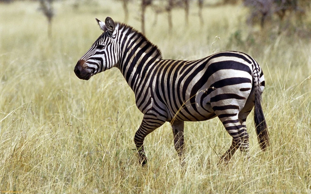 Zebra Backgrounds Free