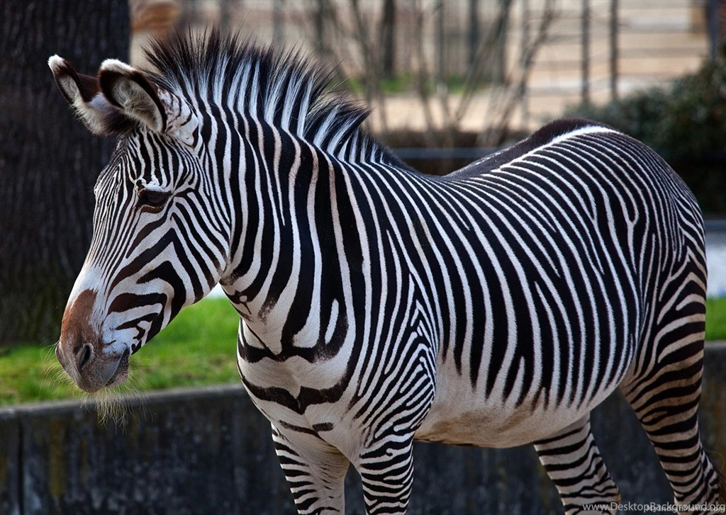 Zebra Wallpapers Pictures Ideas