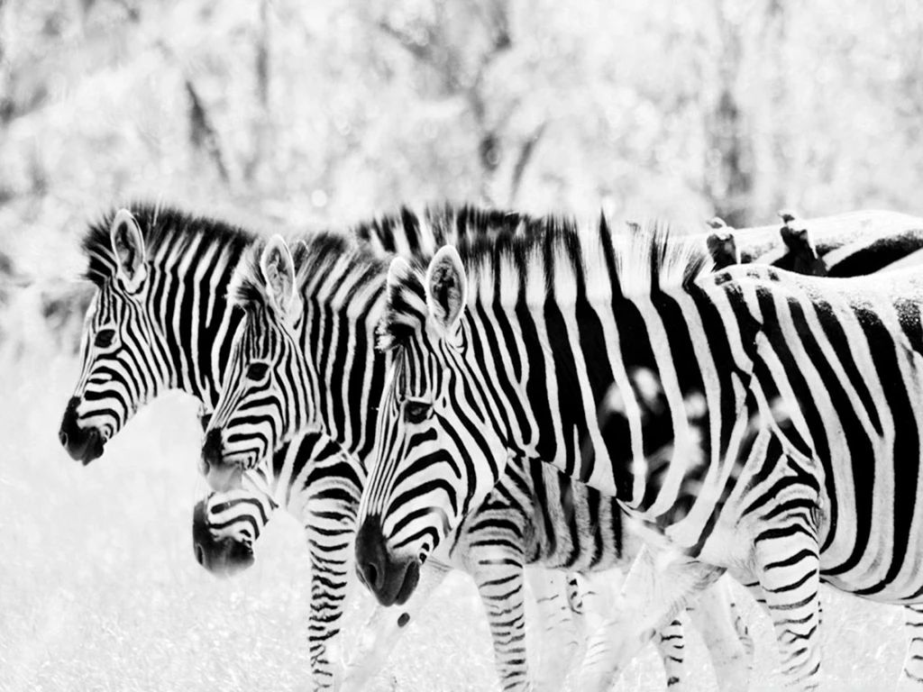3 Zebra's HD Desktop Wallpapers : High Definition : Mobile