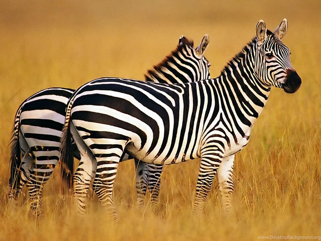 Zebra Wallpapers ~ Desktop Wallpapers