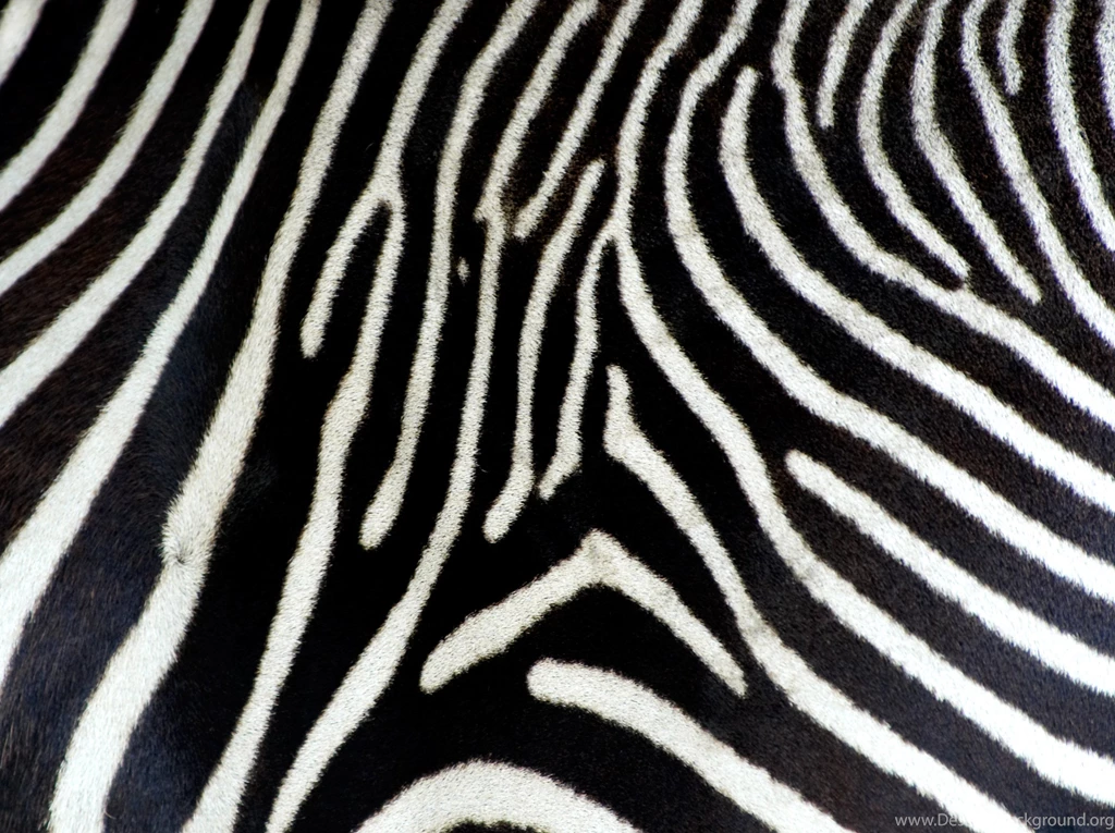 Zebra Desktop Background Images