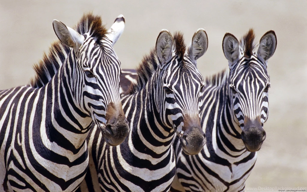 Zebra Computer Wallpapers, Desktop Backgrounds