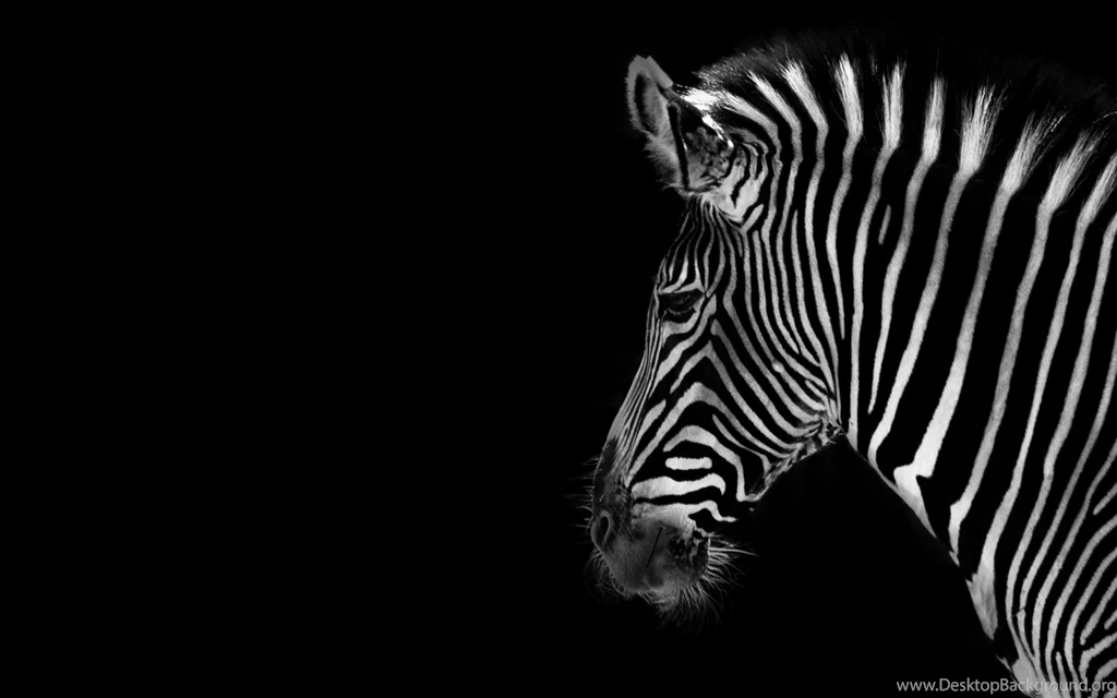 Desktop Hd Pink Black Zebra Wallpapers 3d Hd Pictures.