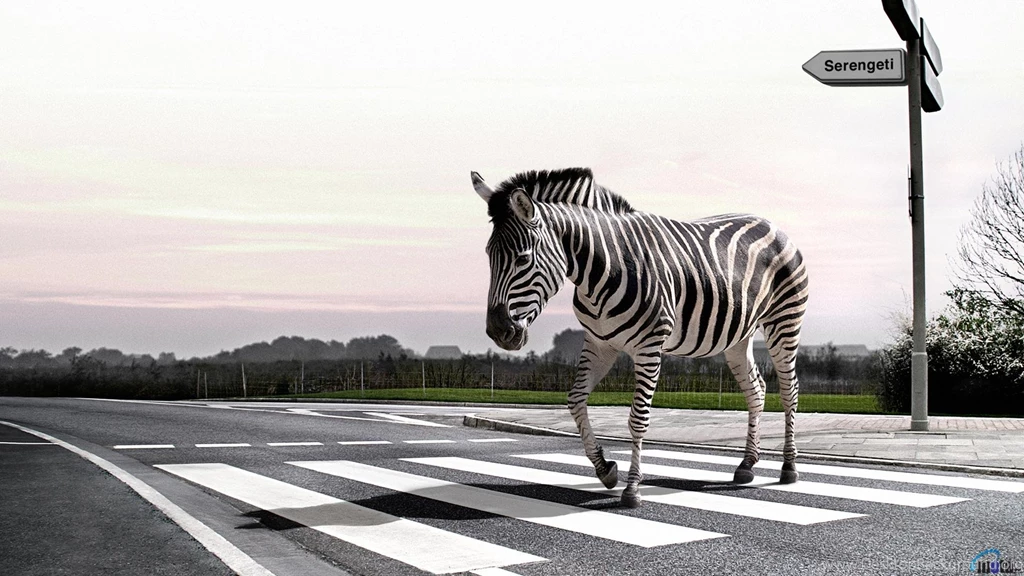 Download Wallpapers Zebra Crossing Pedestrian Crossing (1920 X 1080 ...