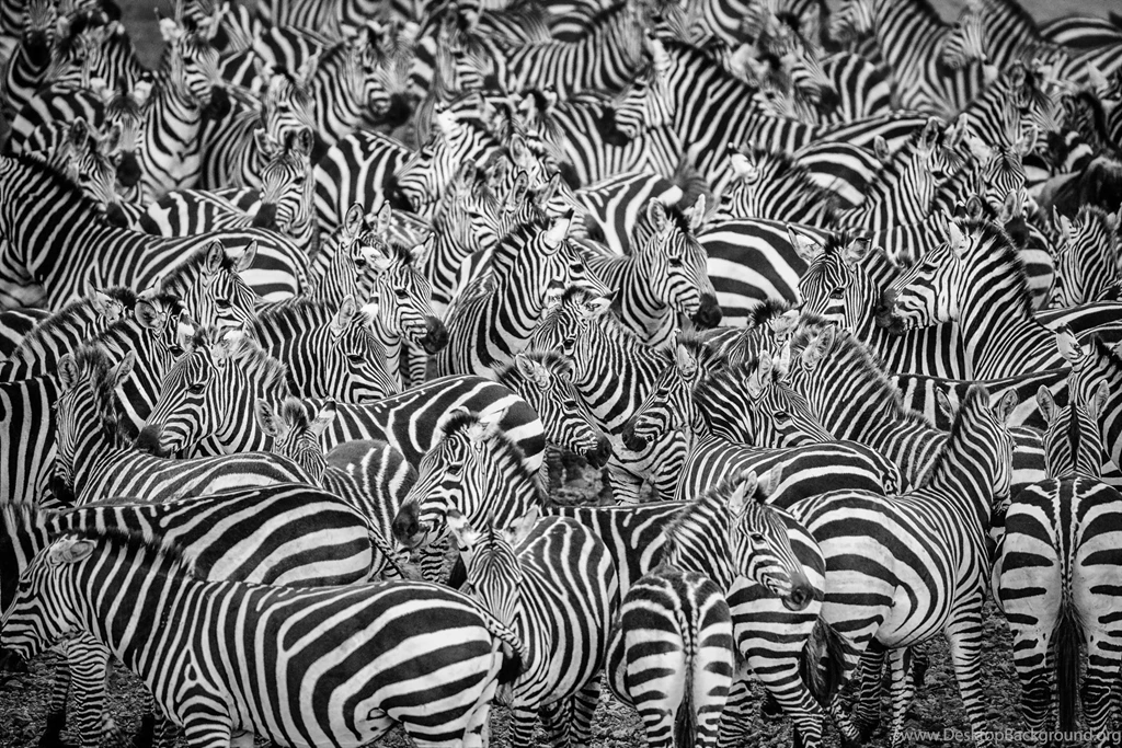 Zebras Zebras White Black Animal Stripes Skin Zebra Bw Animale ...