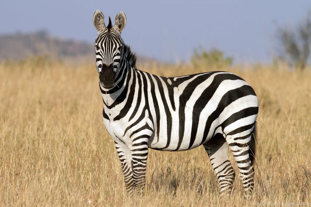 Zebra Wallpapers Hd Wallpapers ›› Page 0
