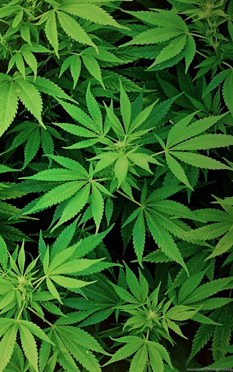 Weed Wallpapers 55f HD Wallpapers