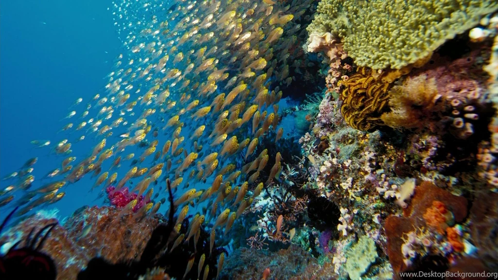 Wallpapers Sea Water Imax Under The Blu Ray 1920x1080